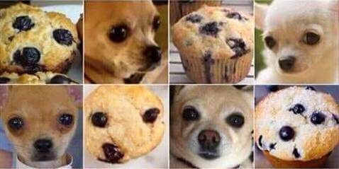 Pug or Muffin examples