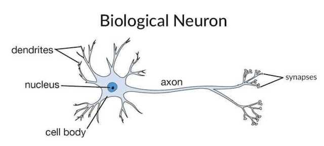 Neural networks are modelled after the brain